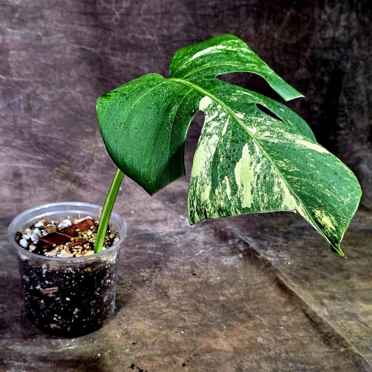 Monstera Borsigiana Aurea Variegated (Aug-12-21)