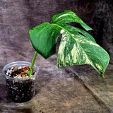 Monstera Borsigiana Aurea Variegated (Aug-12-21)