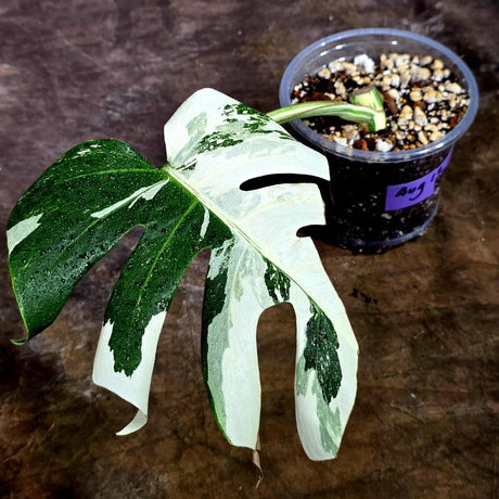Variegated Monstera Albo Live Plant - Single Leaf Plant (Aug-12-20)