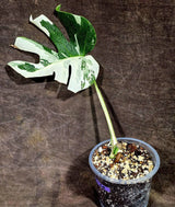 Variegated Monstera Albo Live Plant - Single Leaf Plant (Aug-12-20)