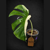 Variegated Monstera Albo Live Plant - Single Leaf Plant (Aug-12-30)