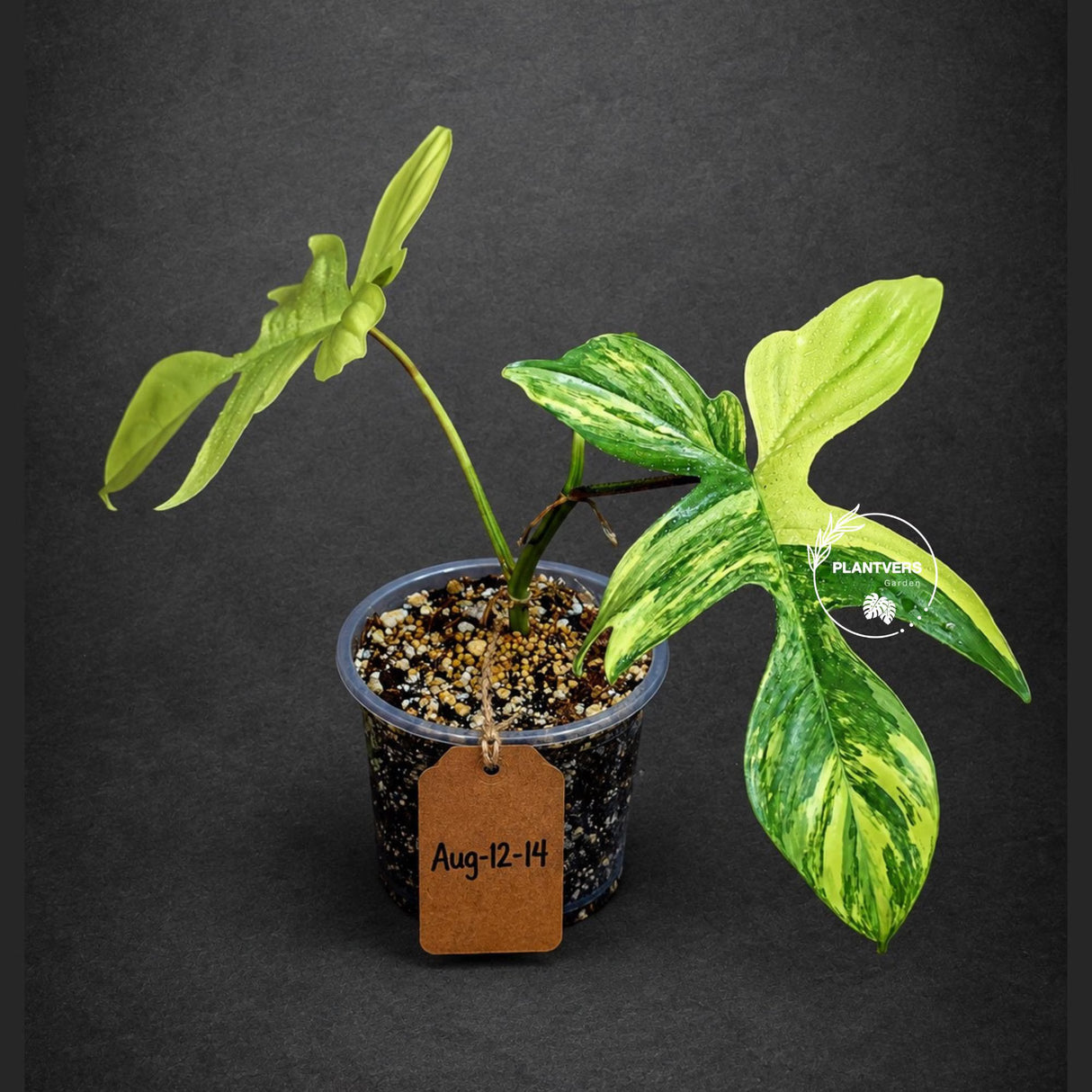 Variegated Philodendron Florida Beauty Live Plant (Aug-12-14)