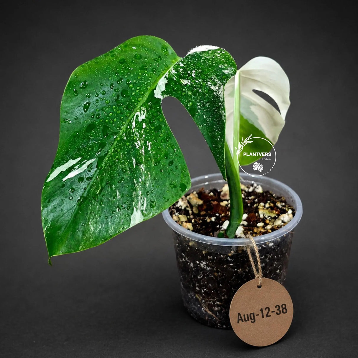 Variegated Monstera Albo - White Albo Borsigiana (Aug-12-38)