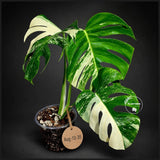 Variegated Monstera Albo - White Albo Borsigiana (Aug-12-35)