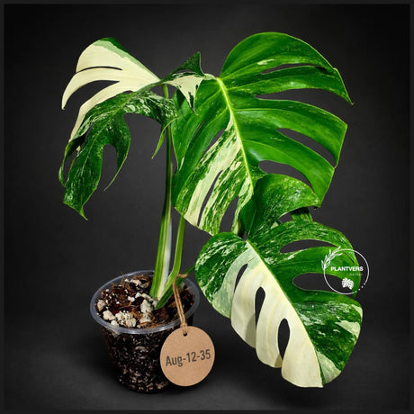 Monstera Albo - Rare Variegated Monstera Borsigiana Albo - Rare Collector Plant - White Monstera Albo - EXACT Same Plant - US Seller