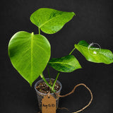 Variegated Monstera Green on Green Plant (Aug-12-33)