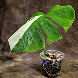 Variegated Monstera Albo Live Plant - Single Leaf Plant (Aug-12-25)