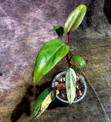 Rare Philodendron Strawberry Shake Variegated (Aug-12-4)