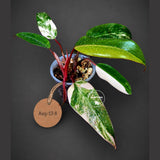 Rare Philodendron Strawberry Shake Variegated (Aug-12-8)