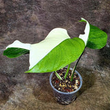 Variegated Monstera Albo Live Plant - Half-Moon Leaf (Aug-12-3)