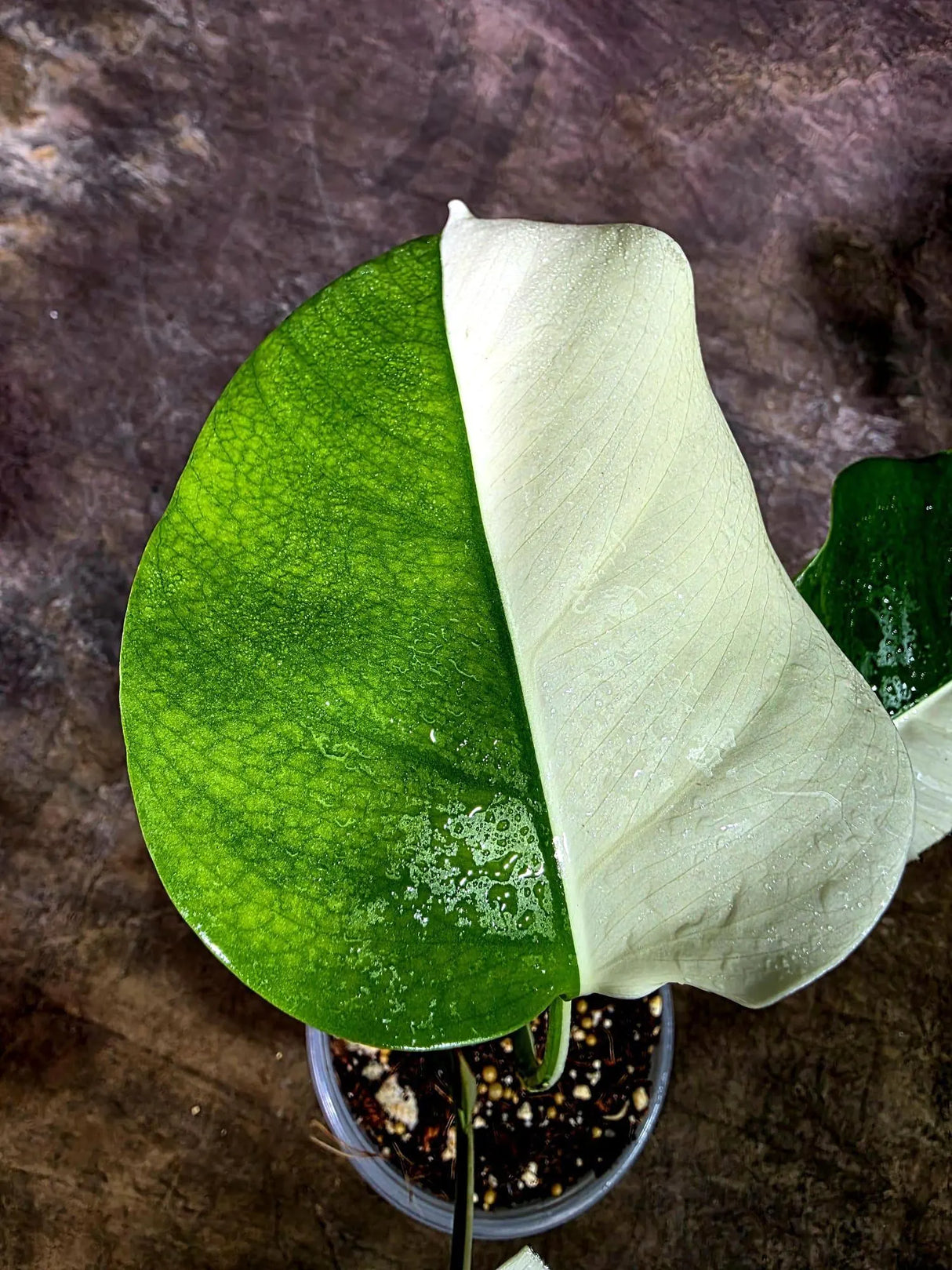 Variegated Monstera Albo Live Plant - Half-Moon Leaf (Aug-12-3)