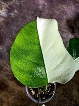 Variegated Monstera Albo Live Plant - Half-Moon Leaf (Aug-12-3)