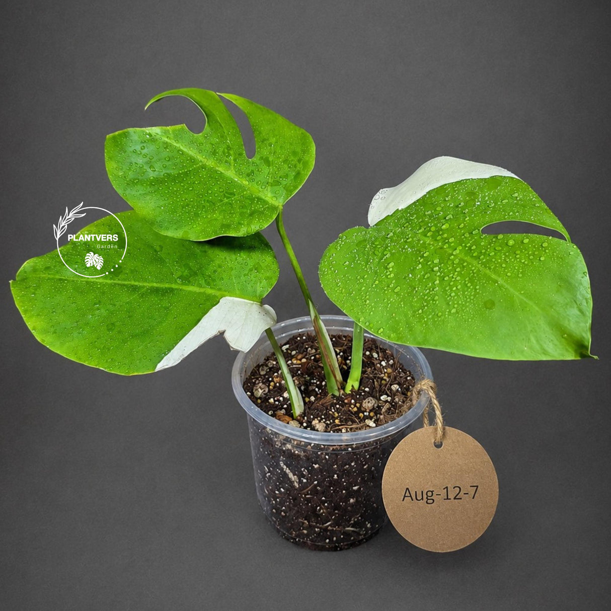 Variegated Monstera Albo - White Albo Borsigiana (Aug-12-7)