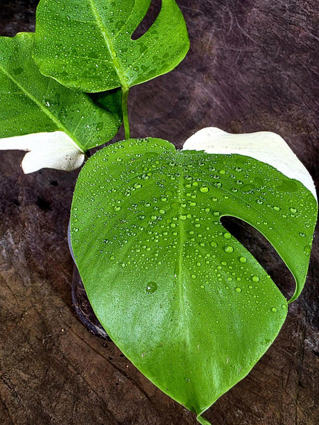 Variegated Monstera Albo - White Albo Borsigiana (Aug-12-7)
