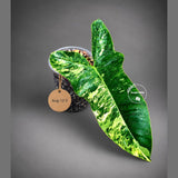 Variegated Philodendron Florida Beauty x Billietiae (Aug-12-5-ER)