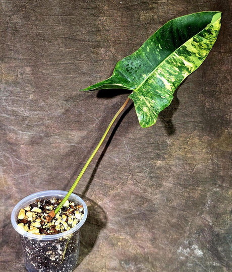 Variegated Philodendron Florida Beauty x Billietiae (Aug-12-5-ER)