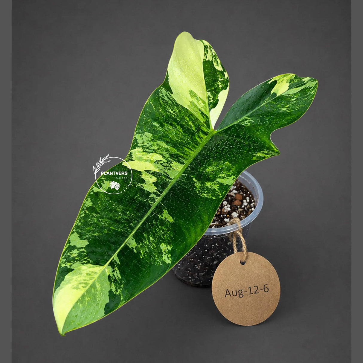 Variegated Philodendron Florida Beauty x Billietiae (Aug-12-6-ER)