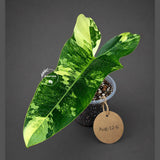 Variegated Philodendron Florida Beauty x Billietiae (Aug-12-6-ER)