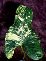 Variegated Philodendron Bipennifolium “Violin” (Aug-12-10)