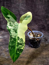 Variegated Philodendron Florida Beauty x Billietiae (Aug-12-11-ER)