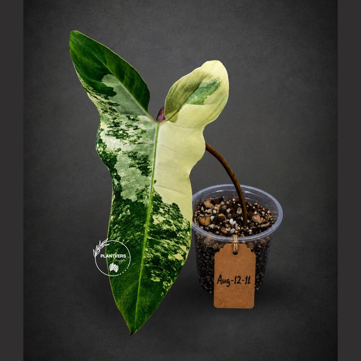 Variegated Philodendron Florida Beauty x Billietiae (Aug-12-11-ER)