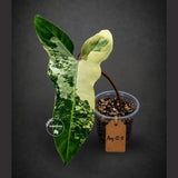 Variegated Philodendron Florida Beauty x Billietiae (Aug-12-11-ER)