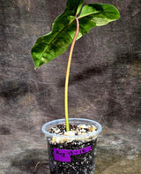Variegated Philodendron Hybrid Florida Beauty x Billietiae (Aug-12-12-ER)