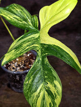 Variegated Philodendron Florida Beauty Live Plant (Aug-12-14)