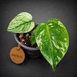 Monstera Deliciosa White Monster - Super Rare Variegated Monstera Beauty Starter Plant -Stunning EXACT Plant - US Seller