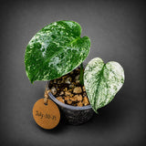 Monstera Deliciosa White Monster - Super Rare Variegated Monstera Beauty Starter Plant -Stunning EXACT Plant - US Seller
