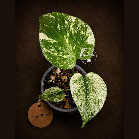 Monstera Deliciosa White Monster - Super Rare Variegated Monstera Beauty Starter Plant -Stunning EXACT Plant - US Seller