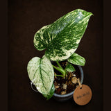 Monstera Deliciosa White Monster - Super Rare Variegated Monstera Beauty Starter Plant -Stunning EXACT Plant - US Seller