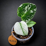 Monstera Deliciosa White Monster - Super Rare Variegated Monstera Beauty Starter Plant -Stunning EXACT Plant - US Seller