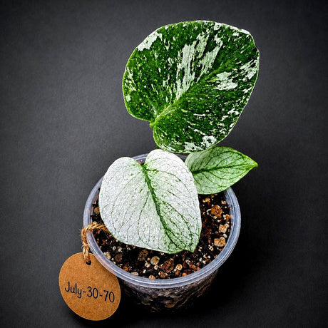 Monstera Deliciosa White Monster - Super Rare Variegated Monstera Beauty Starter Plant -Stunning EXACT Plant - US Seller