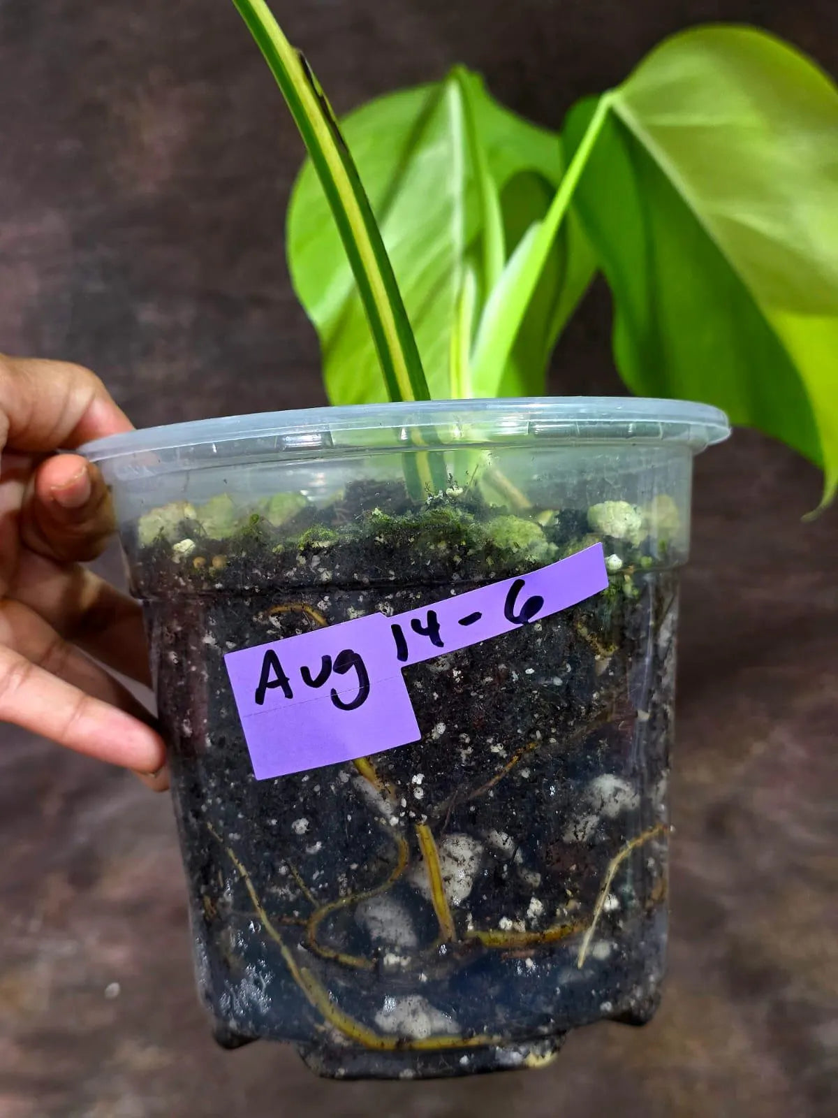 Monstera Borsigiana Aurea Variegated (Aug-14-6)