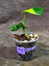 Scindapsus Jade Satin Variegated - Yellow Variegation (Aug-14-11)