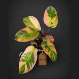 Variegated Black Cardinal Philodendron – Rare Collector Plant July-10-18)