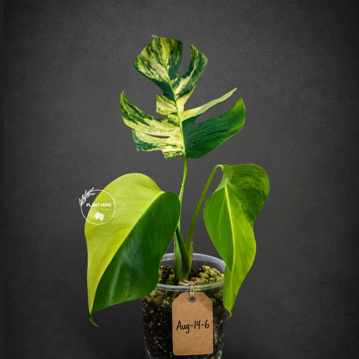 Monstera Borsigiana Aurea Variegated (Aug-14-6)