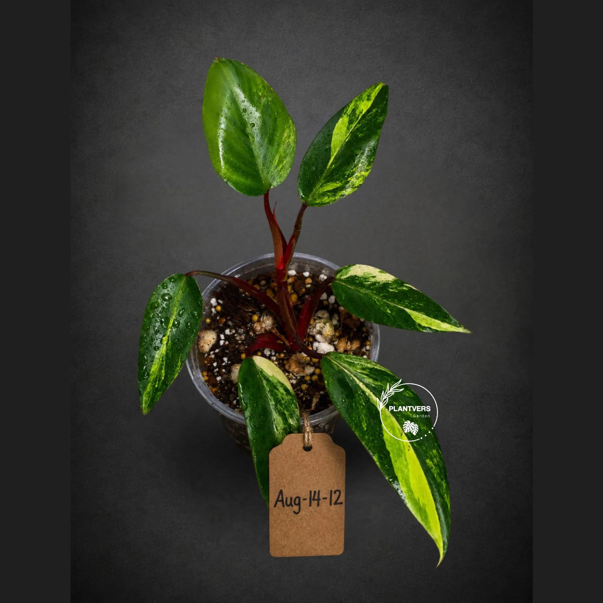 Variegated Philodendron Strawberry Shake Live Plant (Aug-14-12)