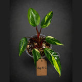 Variegated Philodendron Strawberry Shake Live Plant (Aug-14-12)