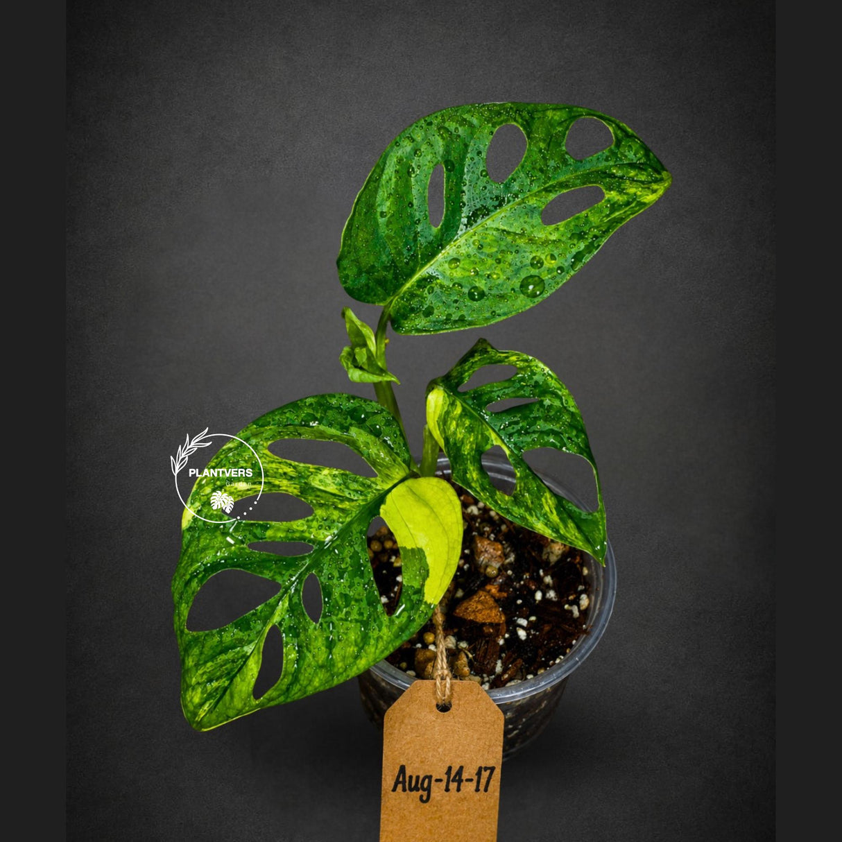 Monstera  Adansonii Aurea Variegated - Swiss Cheese (Aug-14-17)