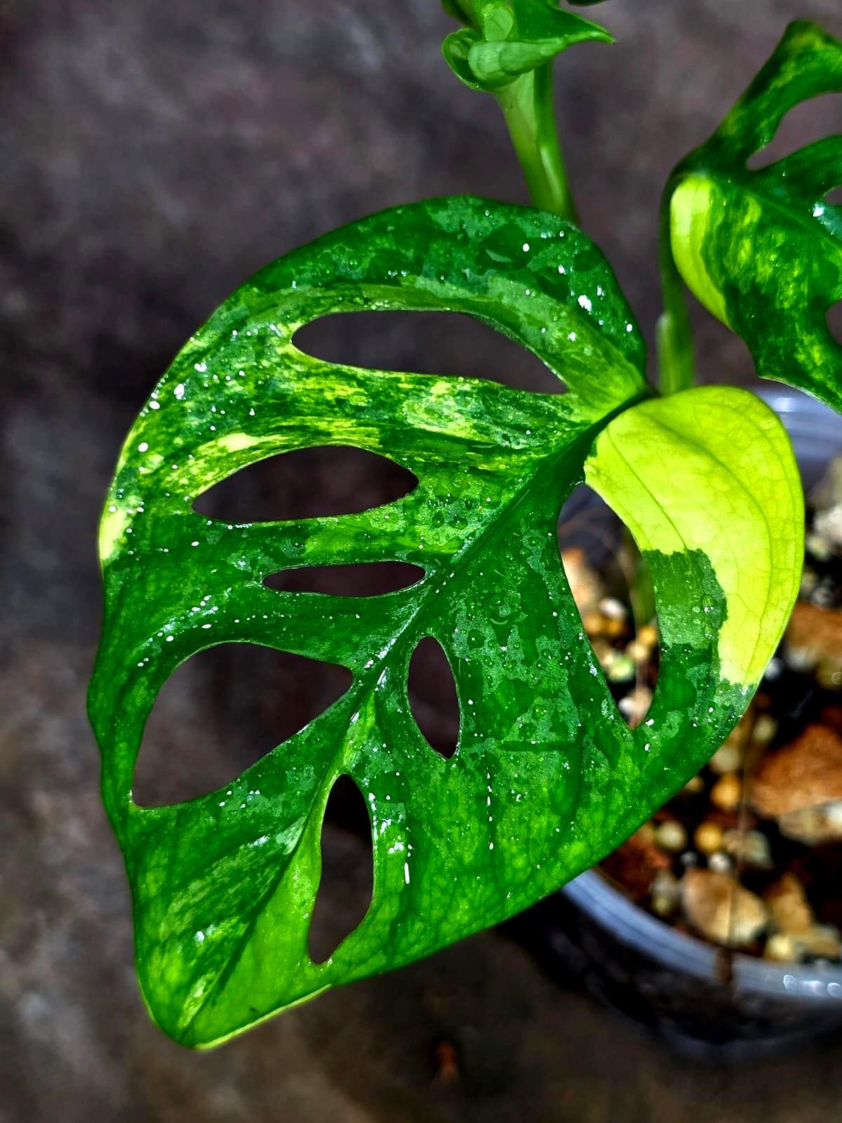 Monstera  Adansonii Aurea Variegated - Swiss Cheese (Aug-14-17)