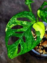 Monstera  Adansonii Aurea Variegated - Swiss Cheese (Aug-14-17)