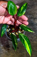 Variegated Philodendron Strawberry Shake Live Plant (Aug-14-12)