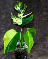 Monstera Borsigiana Aurea Variegated (Aug-14-6)