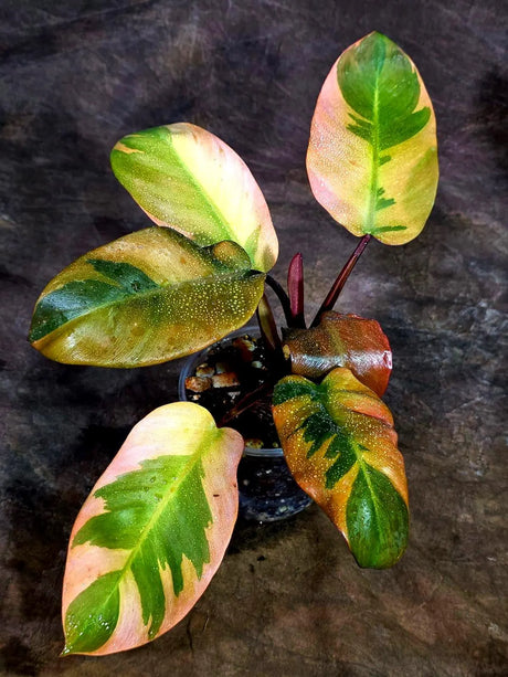 Variegated Black Cardinal Philodendron – Rare Collector Plant July-10-18)