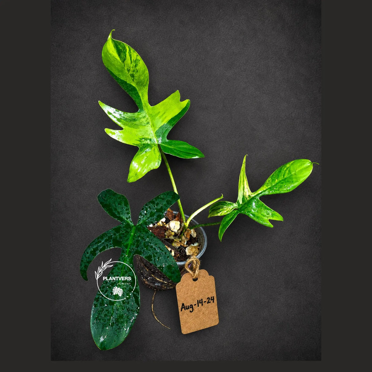 Variegated Philodendron Florida Beauty Live Plant (Aug-14-24)