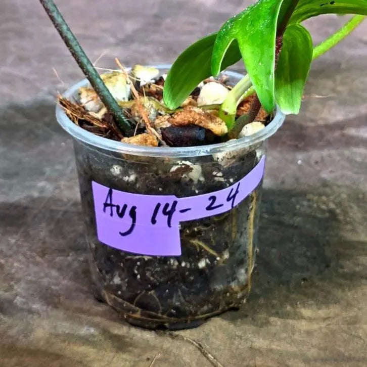 Variegated Philodendron Florida Beauty Live Plant (Aug-14-24)