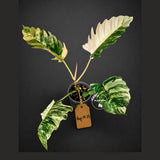 Super Rare Variegated Philodendron Caramel Marble (Aug-14-25-ER)