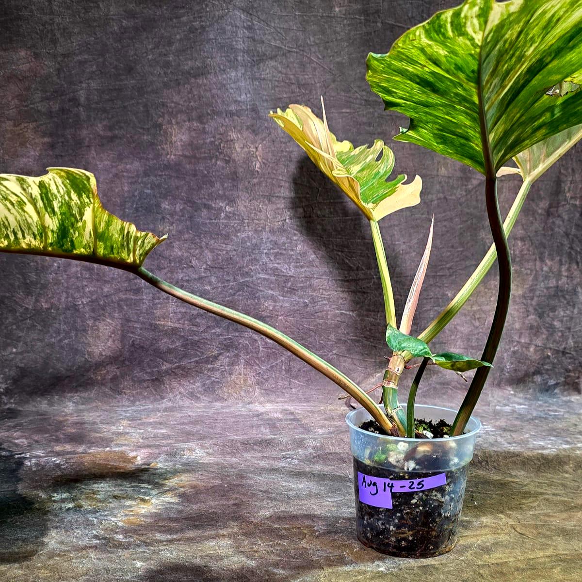 Super Rare Variegated Philodendron Caramel Marble (Aug-14-25-ER)